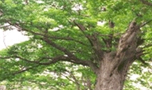 나무 (校木) · School Tree